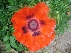 Media_httpphotos4flic_agzub